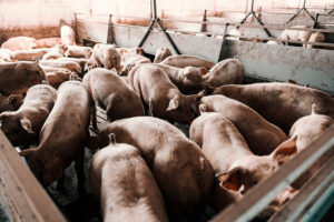 Pig Farm pigs ready for slaughter